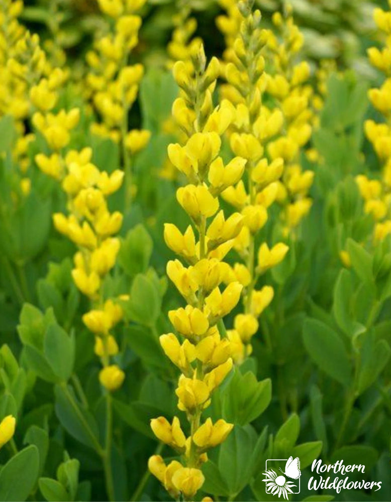Northern Wildflowers Yellow Wild Indigo- Seed Pack 40  Count