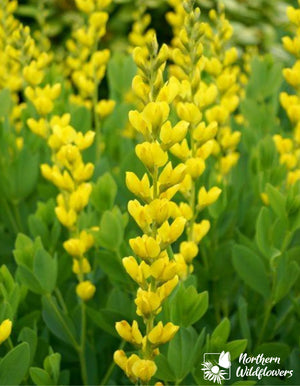 Northern Wildflowers Yellow Wild Indigo- Seed Pack 40  Count