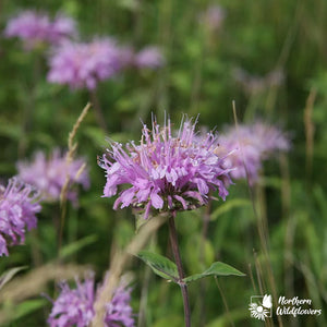 Northern Wildflowers Wild Bergamot- Seed Pack 150  Count