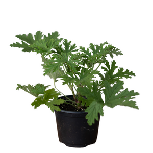 6" Citronella - Hundred Acre Wood School