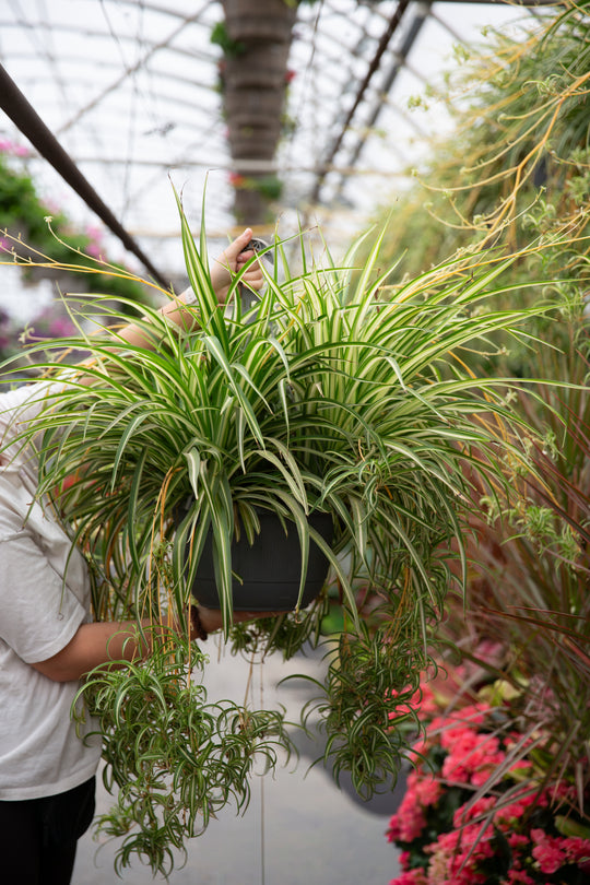 12” XL Spider Plant Hanging Basket