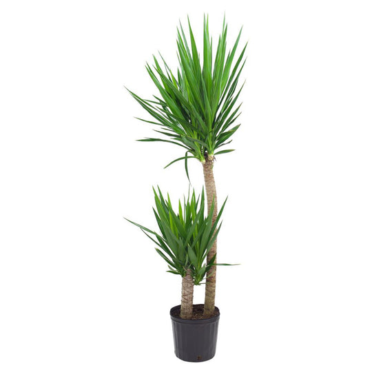 10" Yucca Elephantipes Cane 2-1