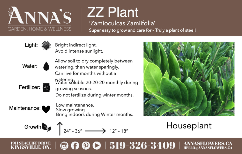 10" Zamioculcas Zamiifolia (ZZ Plant) - Sandwich Secondary School