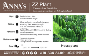 10" Zamioculcas Zamiifolia (ZZ Plant) - Sandwich Secondary School