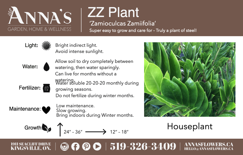10" Zamioculcas Zamiifolia (ZZ Plant)  - South Essex Community Council (SECC)