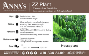 10" Zamioculcas Zamiifolia (ZZ Plant)  - South Essex Community Council (SECC)