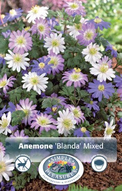 Anemones Blanda Mixed All Colours Bulbs