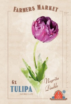 Tulips Double Late Double Negrita Bulbs