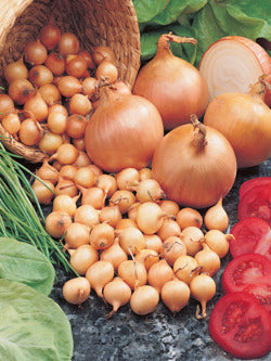 Stuttgarter Onion Bulbs