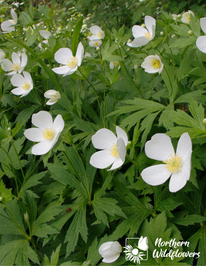 Northern Wildflowers Canada Anemone- Seed Pack 30  Count