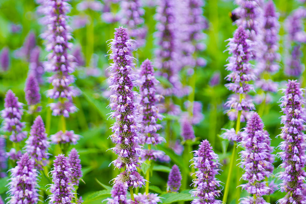 Northern Wildflowers Anise Hyssop- Seed Pack 100  Count