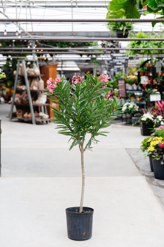 10" Oleander Pink Standard