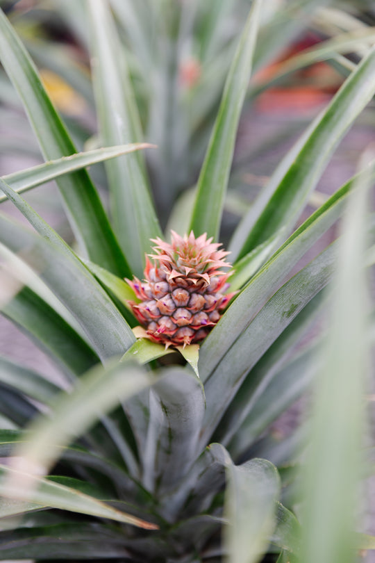 6" Pineapple Plant