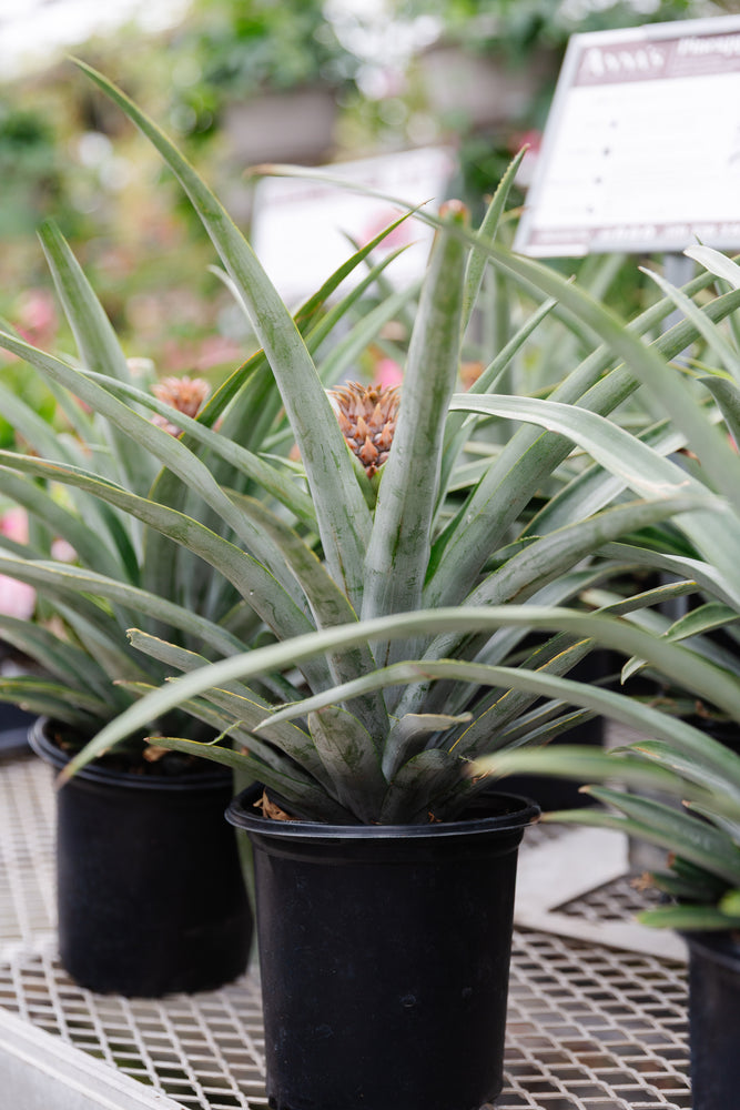 ana pineapple plant 6" Pineapple Plant – Anna's Garden, Home & Wellness
