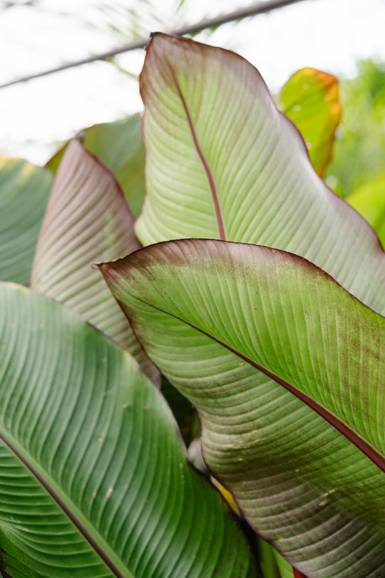 10" Musa Ensete Maurelii 'Red Banana'