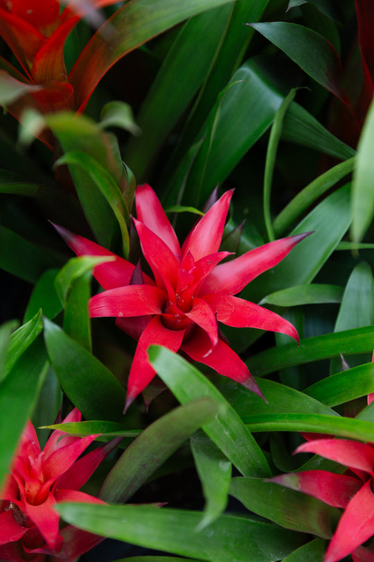 6" Guzmania Bromeliad (Multiple Colours)