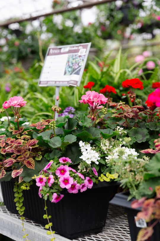 20” Geranium Window Box (Multiple Colours)