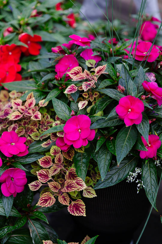 13” Rico Round New Guinea Patio Pot - Full Sun/Partial Shade (Multiple Colours)