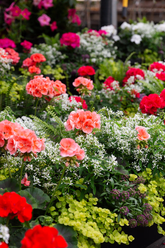 30" Tuscany Geranium Window Box (Multiple Colours)