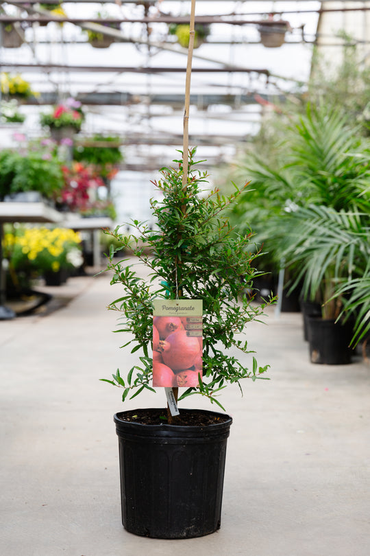 10" Pomegranate