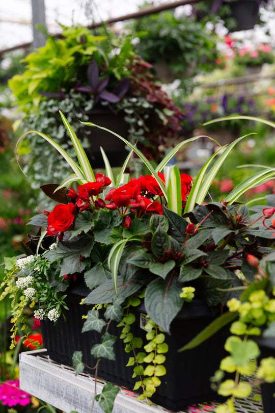 20” Begonia/New Guinea Window Box (Multiple Colours)