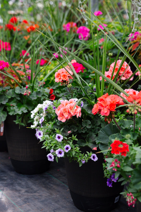 13” Rico Round Geranium Patio Pot - Full Sun/Partial Shade (Multiple Colours)