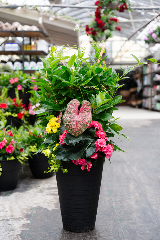 14” Adele Round Mandevilla Tropical Patio Pot - Full Sun/Partial Shade