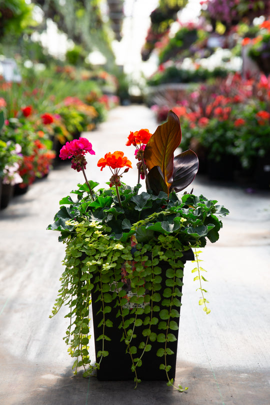 10" Tuscany Square Geranium/Canna - Full/Partial Sun (Multiple Colours)