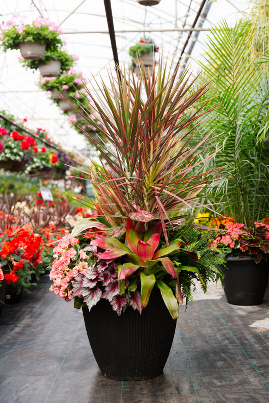 19" Billie Round Dracena Neo Mix - Partial Sun/Shade (Multiple Colours)