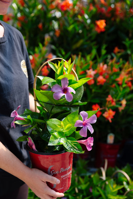 1G Mandevilla (Multiple Colours)