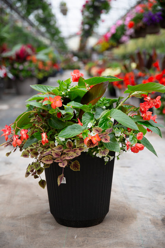 14” Round Dragonwing Begonia: Full Sun/Partial Shade