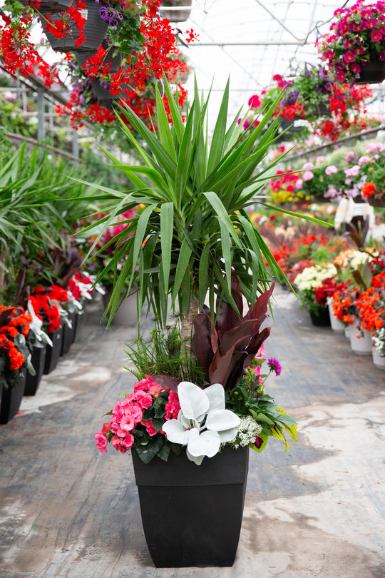 18" Hendrix Square Yucca Planter