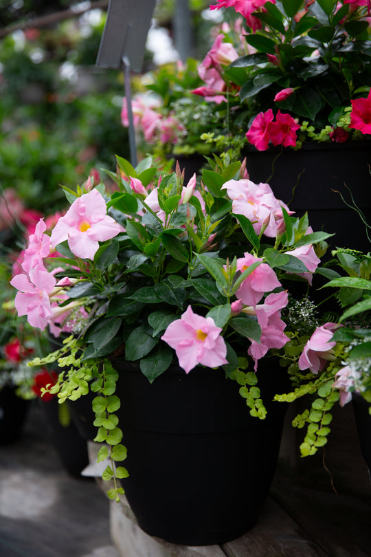14” Hendrix Round Dipladenia Planter (Multiple Colours)