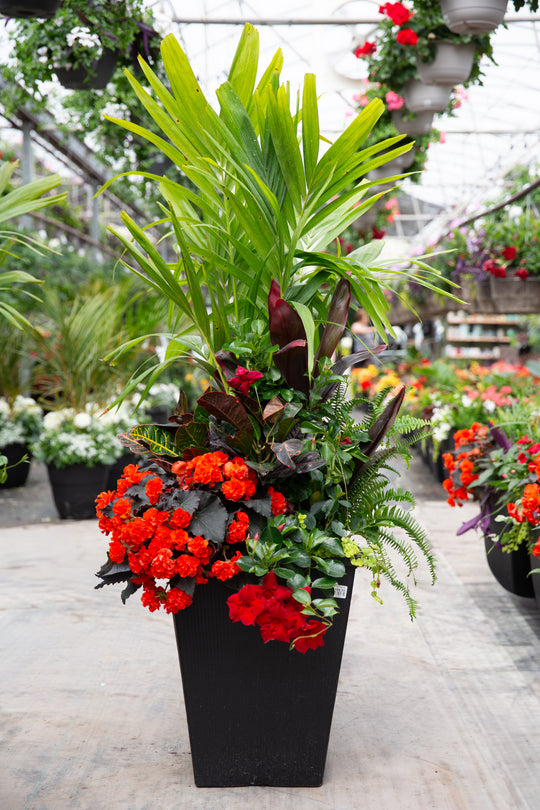 15" Porter Square Palm Cordyline Tropical - Mix Full Sun/Part Shade
