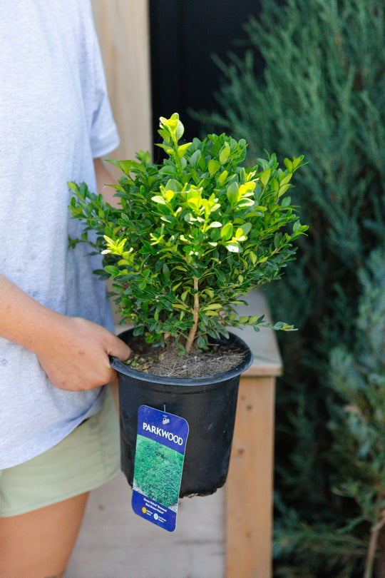 Green Velvet Boxwood - 1 Gallon Pot