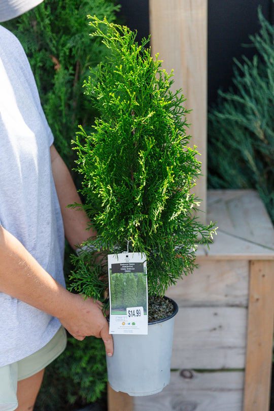 Emerald Cedar - 1 gallon pot