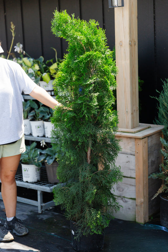Emerald Cedar - 3 gallon pot
