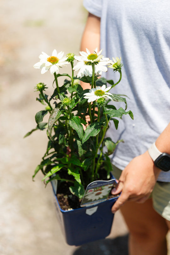 Echinacea 'Pow Wow White' Coneflower
