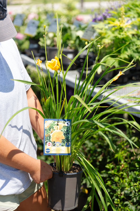 Hemerocallis 'Stella de Oro' Daylily