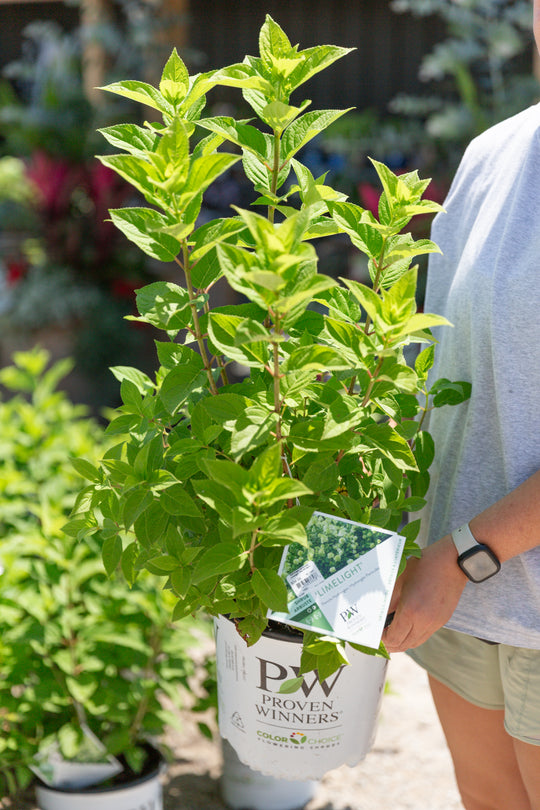 Hydrangea Paniculata Limelight - 2 gallon pot