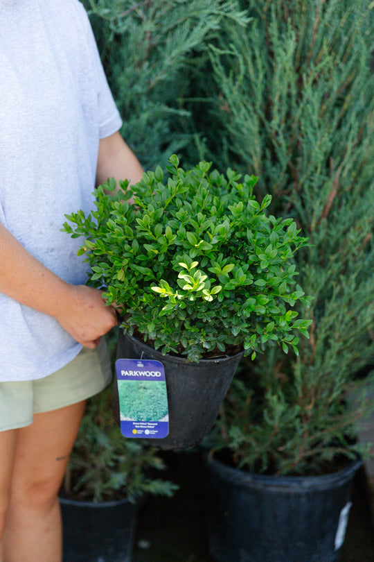 Green Velvet Boxwood - 3 gallon pot