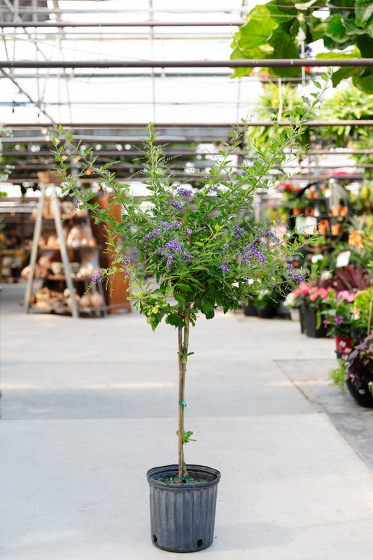 10" Duranta Standard