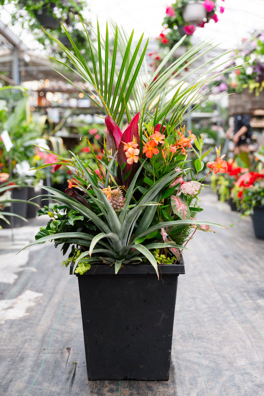 14" Tuscany Square Palm Pineapple Tropical Mix - Full Sun/Part Sun
