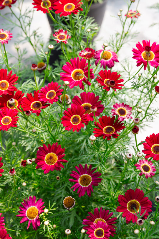 10" Potted Annual - Butterfly Grand Daisy (Multiple Colours)