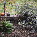 Garden Masters Barb & Bob Morden | Putting Your Garden To Bed Workshop (Sat., Oct. 14 @ 11AM)