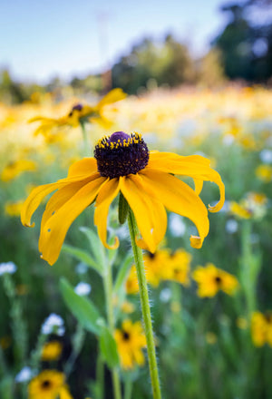 Northern Wildflowers Black-Eyed Susan- - Seed Pack 175  Count