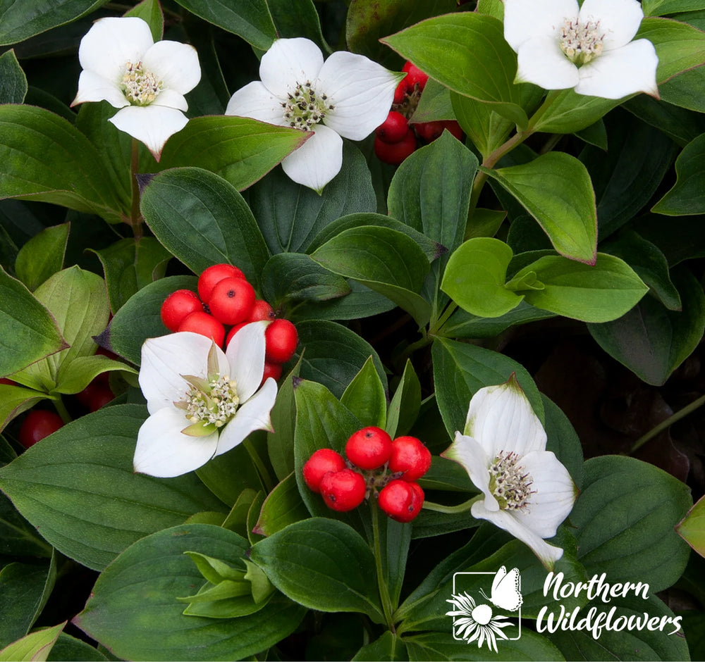 Northern Wildflowers Bunchberry- Seed Pack 60  Count