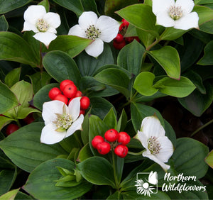 Northern Wildflowers Bunchberry- Seed Pack 60  Count
