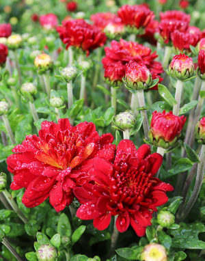 9" Chrysanthemum | Garden "Mum" (Various Colours)