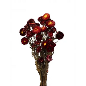 Helichrysum Red